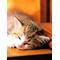 猫好きの人集まれ[A:F3F1]