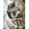 [D:F946]猫ネコねこCAT