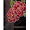 *ﾟ｡ﾟ夢々遊々ﾟ｡ﾟ*