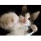 [D:F946]ねこらんど[D:F946]